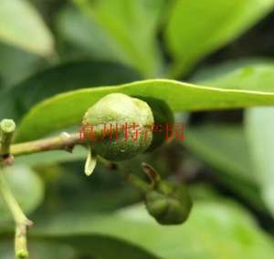 <span class=keywords><strong>Shan</strong></span> you Gan seco Acronychia pedunculata pedunculate natural hoja de tallo de madera de acronychia para hierba - Product Image 4