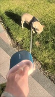 Laisse Rétractable pour Animaux de Compagnie avec Poignée Anneau et Verrouillage Automatique à un Clic pour Chiens – Vente en Gros de Colliers et Laisses pour Animaux