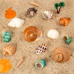 12PCS Natural Growth Turbo Small Medium Large Saltwater Supplies Beach Decor Hermit Crab Shell Conch Sea Shells Seashell