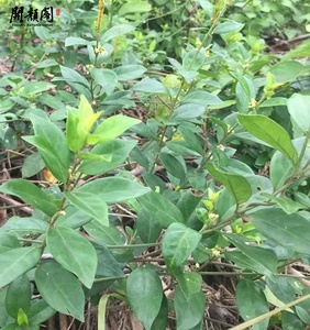 Meilleures ventes en gros : Feuilles de Gymnema séchées en vrac, Gymnema Sylvestre, sachets de thé coupés, extrait de thé coupé TBC, infusions à base de plantes en vrac - Product Image 4