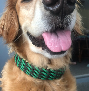 Nuevo <span class=keywords><strong>Collar</strong></span> Trenzado Ancho de Poliéster Duradero con Hebilla para Perros y Gatos, Pequeño, Moderno y Resistente, para Paseo y Entrenamiento <span class=keywords><strong>2026</strong></span> - Product Image 3