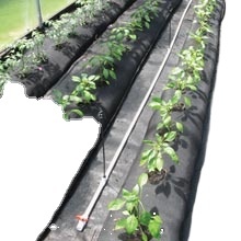 Malla de Cobertura Negra de Polipropileno para Viveros de Vegetales, Barrera Contra Malezas, Precio de Fábrica - Product Image 3
