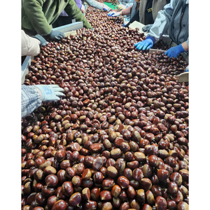 Castagne Fresche di Alta Qualità in Offerta, Ricche di Proteine e Fibre, Ideali per Snack e Cucina - Product Image 2
