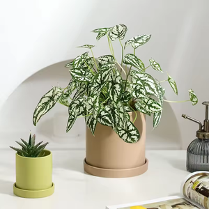 Maceta Redonda de Cerámica Esmaltada de Estilo Nórdico Morandi, Colorida, con Bandejas para <span class=keywords><strong>Plantas</strong></span> <span class=keywords><strong>Suculentas</strong></span> <span class=keywords><strong>y</strong></span> Cactus de Jardín <span class=keywords><strong>y</strong></span> Hogar - Product Image 4