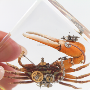 Taxidermia insectos reales punk <span class=keywords><strong>Gear</strong></span> accesorios de <span class=keywords><strong>metal</strong></span> decoración insecto escarabajo colección resina acrílica incrustación pisapapeles - Product Image 2