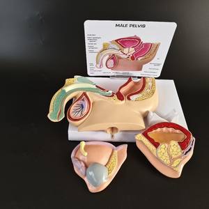 Modèle Anatomique Éducatif <span class=keywords><strong>D</strong></span>étachable du Système Urologique Masculin Humain : Vessie, Prostate, Intestin et Urination - Product Image 2