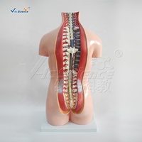 Modelo Anatómico para Estudiantes de Ciencias Médicas, Modelo de Anatomía del Torso del Cuerpo Humano de 85 cm, Modelo de Torso Sin Sexo de 20 Partes