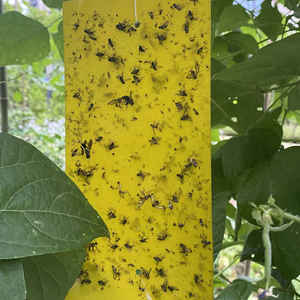 20*10 CM sarı tuzaklar tarımsal seralar haşere böcekler katil kontrol açık sarı yapışkan tuzak tutkal levha böcek Catcher - Product Image 6