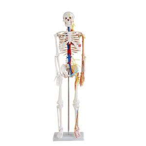 Modèle de squelette humain en plastique de 85 cm de haut avec nerfs et vaisseaux sanguins pour l'enseignement des sciences médicales - Product Image 2