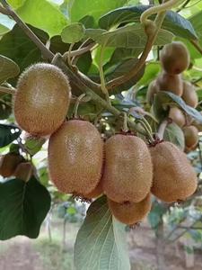 <span class=keywords><strong>Kiwi</strong></span> tươi trái cây hữu cơ màu xanh lá cây <span class=keywords><strong>KiWi</strong></span> Ngọt Ngào Phong cách đóng gói gói màu tính năng trọng lượng Xuất xứ loại hình dạng đa dạng lớp sản phẩm - Product Image 4