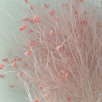 Fleurs Décoratives Naturelles Préservées en Gros pour Mariage, Noël, Fête des Mères, Saint-Valentin, Remise de Diplôme, Halloween et Nouvel An