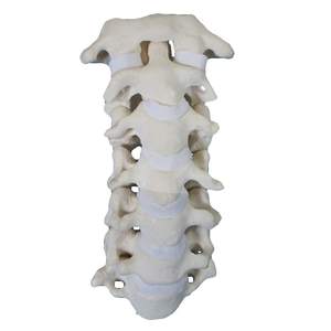 Modèle anatomique de la colonne cervicale C1 à C7 en mousse solide KyrenMed pour la pratique de la chirurgie orthopédique - Product Image 2