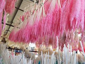 HFloral venta al por mayor 45cm de Altura 15 piezas de tallo por paquete esponjoso Natural seco pequeño Pampas hierba para la decoración del hogar - Product Image 5