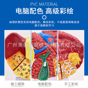 Modèle d'anatomie hépatique humaine pour simulation médicale, hilaire hépatique, vésicule biliaire, structure des voies biliaires, organe du système digestif - Product Image 5