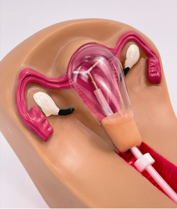 แบบจำลองฝึกหัดอุ<span class=keywords><strong>ป</strong></span>กรณ์สอดในมดลูกสำหรับผู้หญิง ทำจากวัสดุ<span class=keywords><strong>พ</strong></span>ีวีซี สำหรับการฝึกอบรมทางสูตินรีเวช การวาง<span class=keywords><strong>แผน</strong></span>ครอบครัว และการตร<span class=keywords><strong>ว</strong></span>จวินิจฉัย - Product Image 6