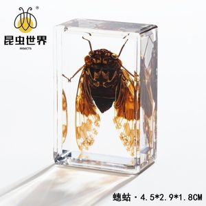Artigianato Jingling: Esemplari di Insetti Veri (Stag Beetles, Scorpioni, Golden Tortoise Beetles, Ragni) in Stile Cinese, Acrilico Semi-lavorato a Mano - Product Image 3