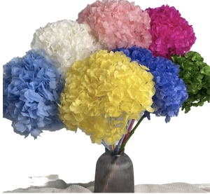 Fleurs d'hortensia Anna blanches pures faites à la main réalistes séchées et conservées fleurs de mariage grand bouquet pour la décoration d'événements en gros - Product Image 1