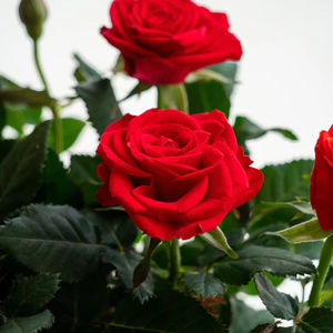 Kokedama ที่ทันสมัยเพิ่มขึ้นของขวัญที่จะแปลกใจในวัน Sant <span class=keywords><strong>Jordi</strong></span> - Product Image 3