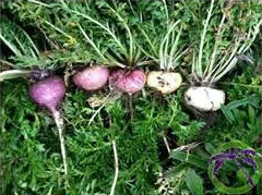 Grosir Pabrik bubuk ekstrak Maca akar <span class=keywords><strong>Herbal</strong></span> Grade perawatan kesehatan - Product Image 3