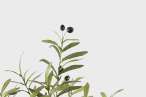 Árbol Artificial de Olivo de 150 cm, Nuevo Diseño, 9 Ramas, Bonsái, Tacto Real, Material PEVA, <span class=keywords><strong>Resistente</strong></span> a los Rayos UV, para Interiores y Exteriores, Oferta - Product Image 3