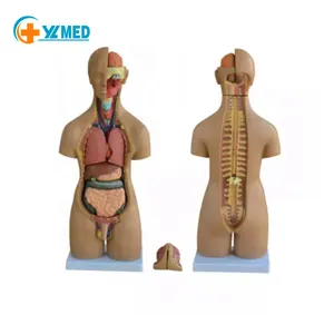 医学科学模型人体55CM男女通用躯干模型，20个零件，用于护士培训和医学教学