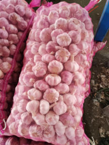 Base de <span class=keywords><strong>planta</strong></span> de ajo de China, suministro de fábrica, ajo blanco y rojo puro fresco, 50/60/70mm, ajo blanco fresco, nueva cosecha - Product Image 3