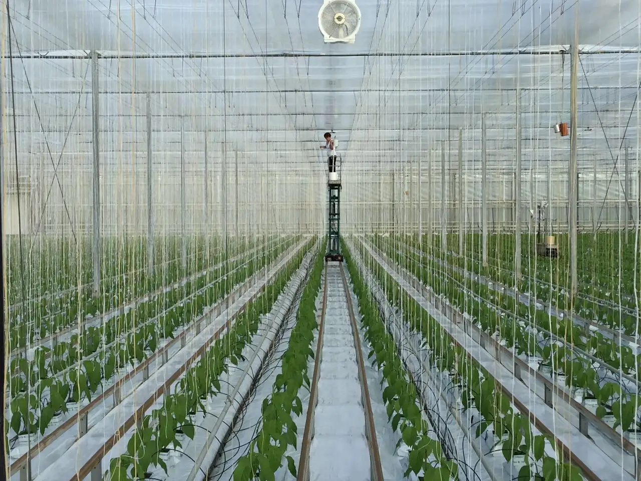 Corda de torção uv de rafia de tomate, alta qualidade em uma caixa de 3 lb com cinto, para greenhouse