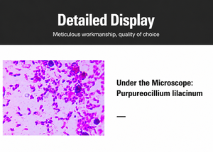 Purpureocillium Lilacinum (Paecilomyces Lilacinus) 100 milliards d'UFC/g Nématodes de la maladie des racines de tomate BIO Nématicide en poudre PD20132416 - Product Image 3