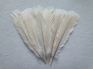 <span class=keywords><strong>Piume</strong></span> <span class=keywords><strong>di</strong></span> Tacchino Sbiancate 12-14 Pollici per Cappelli da Carnevale Copricapo da Samba Accessorio per Spettacoli Teatrali Costume con <span class=keywords><strong>Piume</strong></span> YOLAN - Product Image 2