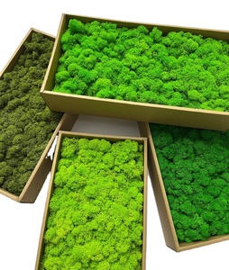 Prefleur ETERNAL Square Color Mix Pack Muschio di Renna Stabilizzato Verde Naturale Kit Fai da Te San Valentino Arte da Giardino Parete Fiorista - Product Image 1