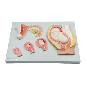 Mô Hình Phát Triển Thai Nhi Thụ Tinh <span class=keywords><strong>Zygote</strong></span> Hình Thành Và Cấy Ghép Tử Cung Nữ Tử Cung Mô Hình Giải Phẫu Buồng Trứng Giáo Dục - Product Image 1