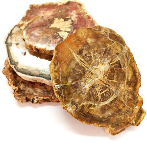 Diapositives de bois naturel poli, 100 pièces, spécimen en pierre brute, pièce de bois pétrifié, offre spéciale - Product Image 2