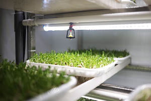 חקלאות מכונות צמח nurery מספוא חיטה אורז מספוא הידרופוני זריעה מכונה - Product Image 3