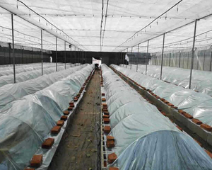 โครงสร้างเสาโค้งสำหรับหลังคาทรงโค้งทำจากไฟเบอร์กลาส FRP - Product Image 6