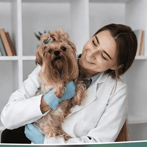 OEM/ODM DogOutdoorCare Friandises à Mâcher Souples <span class=keywords><strong>Anti</strong></span>-Puces et Tiques pour Chiens à l'Huile de Poisson et Vitamine E – Soutien Immunitaire, Santé de la Peau et du Pelage, Prévention Orale - Product Image 4