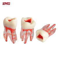 Modelo de Pulpa Radicular para Entrenamiento en Endodoncia