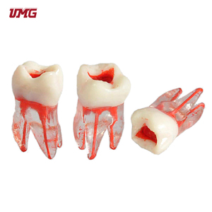 Kök hamuru kavite diş modeli Endo eğitim modeli - Product Image 3