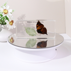 Venta al por mayor de especímenes de resina de taxidermia de mariposas con imitación de hojas de animales reales, equipo didáctico para escuelas secundarias - Product Image 4