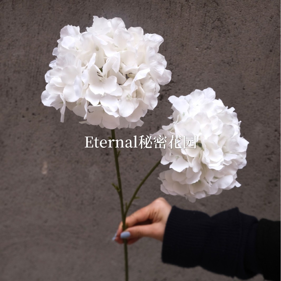 Hortensia de dos cabezas