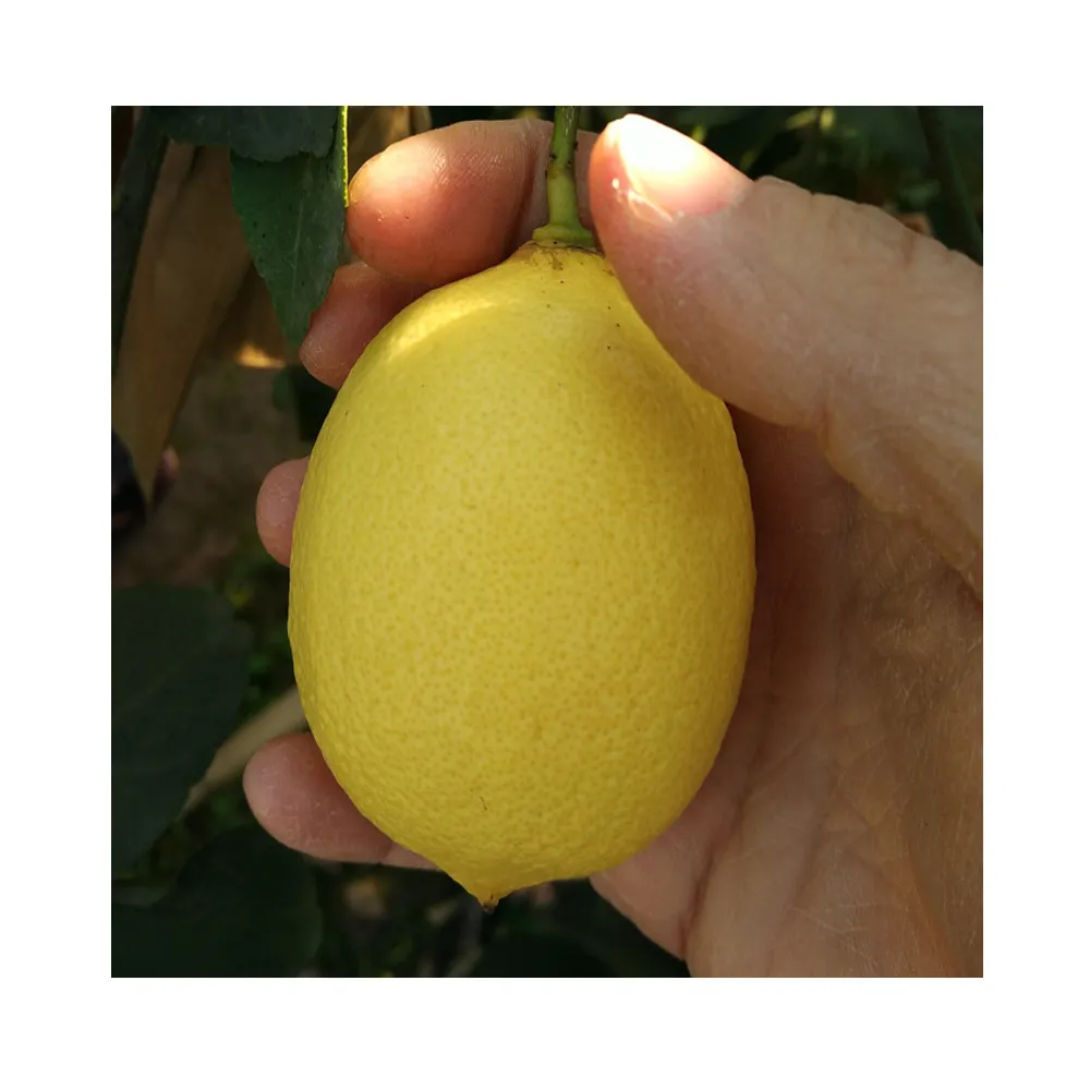 الليمون الطازجة الصفراء/الخضراء Eureka ليمون للبيع الصين