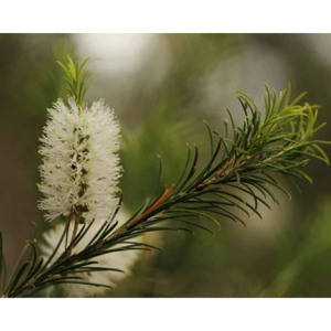 Vente en Gros 100% Huile Essentielle de Niaouli Biologique Naturelle Premium Qualité Personnalisable Marque Privée Sizes-25kg et 200kg - Product Image 2