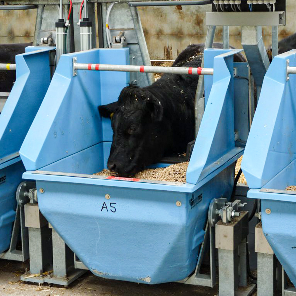 Корыто для крупного рогатого скота