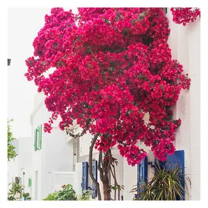 Wholesale Artificial Bougainvillea Flower Garland Hanging Vines for Outside Wall Decor Garden Decoration