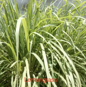 Wholesale Bulk Pure Lemongrass Essential Oil In Bulk 180kgs Drum 200L India Origin Natural Organic Lemon Grass Oil Air Freshener