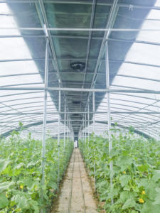 دفيئات زراعية ونفق زراعي من البلاستيك لزراعة الطماطم للبيع - Product Image 3