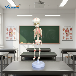 Modelo Anatómico <span class=keywords><strong>de</strong></span> Esqueleto <span class=keywords><strong>de</strong></span> Feto <span class=keywords><strong>de</strong></span> <span class=keywords><strong>30</strong></span> <span class=keywords><strong>Semanas</strong></span> <span class=keywords><strong>de</strong></span> Edad, en Plástico/PVC, para Ciencias Médicas, Escuelas y Hospitales, Modelo VIC-L014 <span class=keywords><strong>de</strong></span> Vic Science - Product Image 1