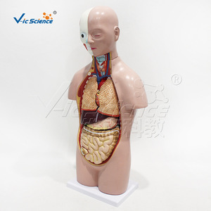 Modèle de torse humain asexuel de 50 cm, 12 parties détachables, dont cerveau, cœur, foie, poumons, etc. - Product Image 3