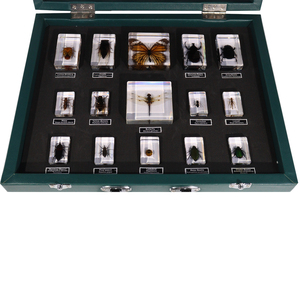 Taxidermy paperweight อะคริลิค30ชนิดตัวอย่างแมลงเรซิ่นเครื่องมือการศึกษาสำหรับการเรียนการสอน - Product Image 5