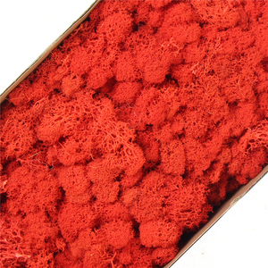 High Quality Preserved &amp; Real Moss for Valentine's Day Christmas &amp; Graduation Decorations Eco-Friendly Indoor/Outdoor Use - Product Image 6