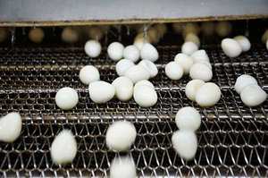 <span class=keywords><strong>Œuf</strong></span>s <span class=keywords><strong>de</strong></span> <span class=keywords><strong>caille</strong></span> biologiques bouillis, pelés, prêts à consommer, grande taille, emballés sous vide, <span class=keywords><strong>œuf</strong></span>s <span class=keywords><strong>de</strong></span> <span class=keywords><strong>caille</strong></span> en conserve, <span class=keywords><strong>prix</strong></span> compétitif - Product Image 3